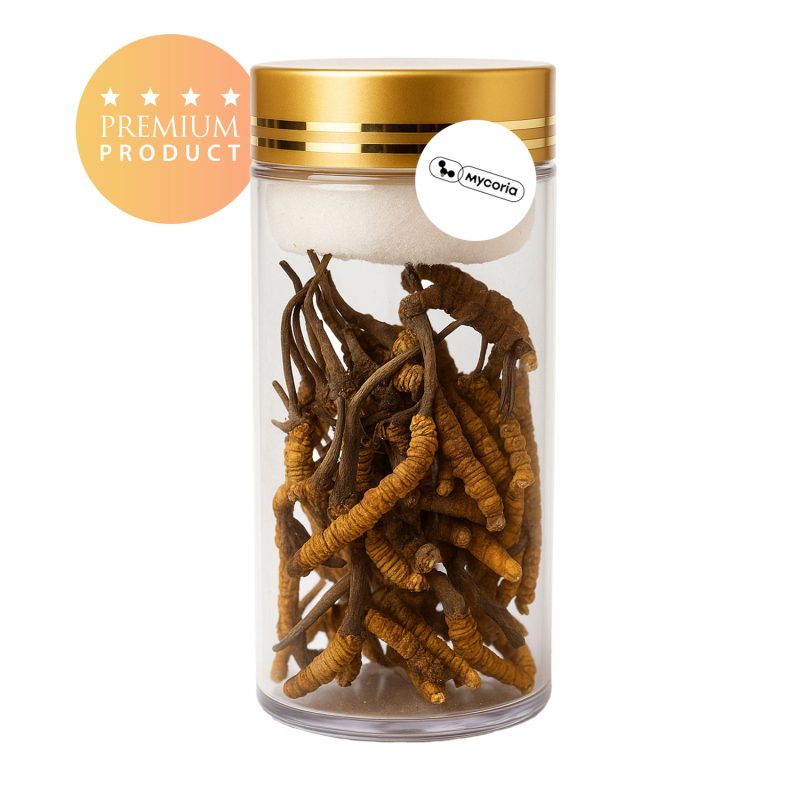 Wild Cordyceps